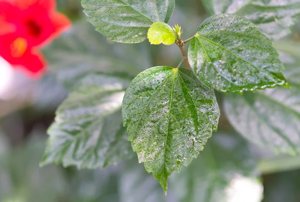 Folhas verdes húmidas — Fotografia de Stock