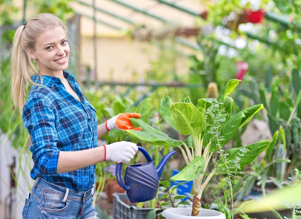 Female gardener in greenhouse — Stock Photo, Image