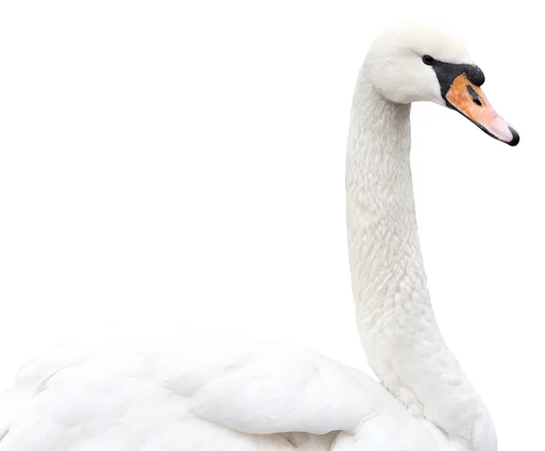 Swan op wit — Stockfoto