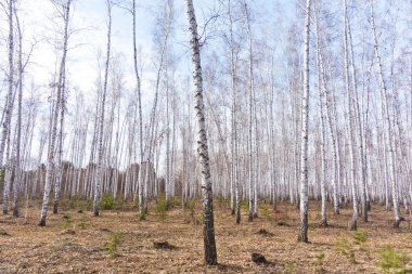 Bahar huş ağacı orman