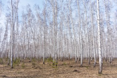 Bahar huş ağacı orman