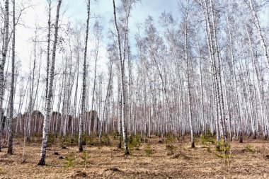 Bahar huş ağacı orman