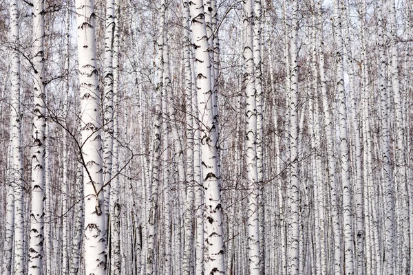 Birch árvores fundo — Fotografia de Stock