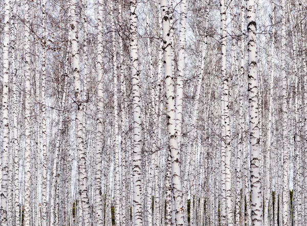 Birch árvores fundo — Fotografia de Stock