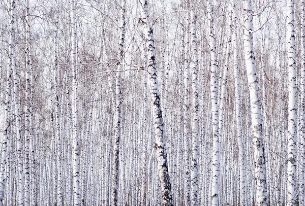 Birch árvores fundo — Fotografia de Stock