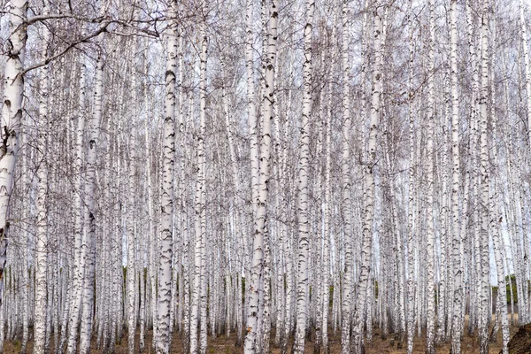 Floresta de bétula primavera — Fotografia de Stock