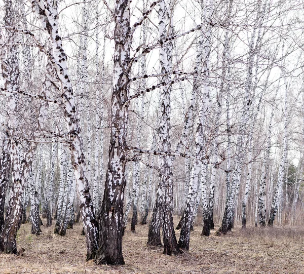 Bahar huş ağacı orman — Stok fotoğraf