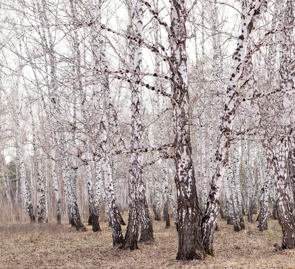 Tavaszi birch erdő — Stock Fotó