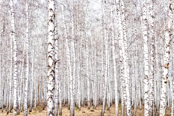 Tidigt på våren skog — Stockfoto