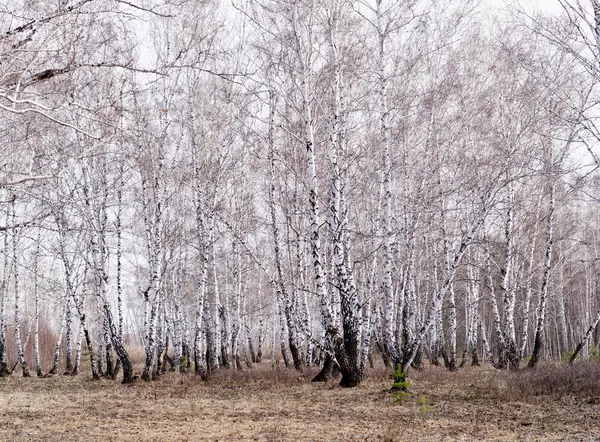 Våren björkskog — Stockfoto