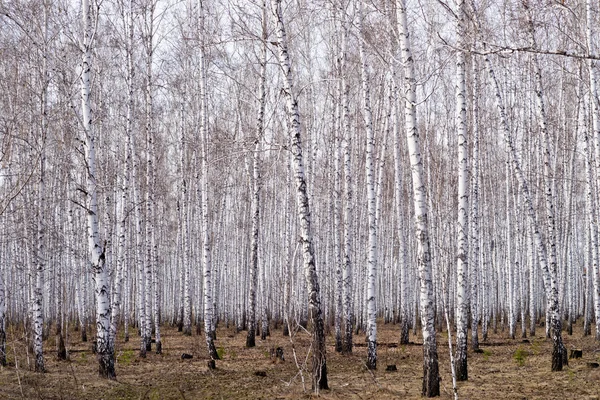 春白樺の森 — ストック写真