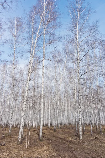 春白樺の森 — ストック写真