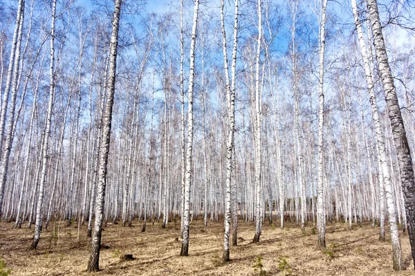 春白樺の森 — ストック写真