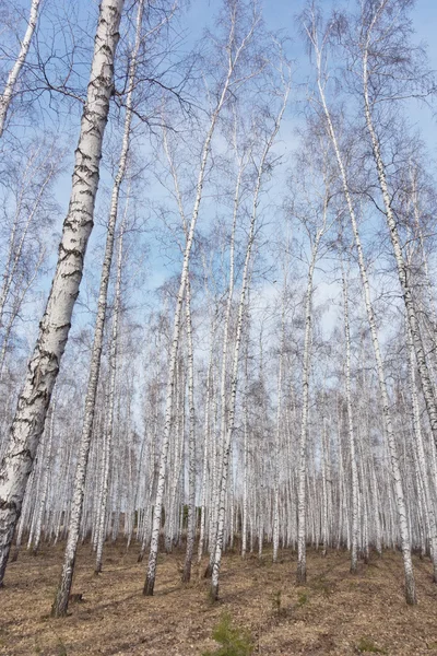 Tavaszi birch erdő — Stock Fotó