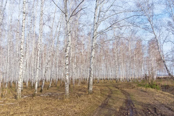 Весенний березовый лес — стоковое фото