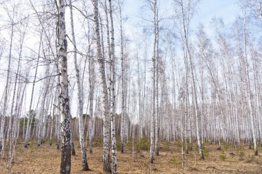 Bahar huş ağacı orman