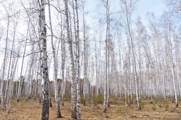 Bahar huş ağacı orman