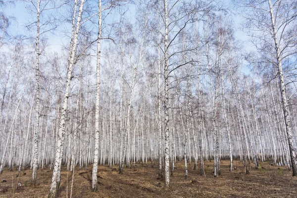 Bosque de abedul — Foto de Stock