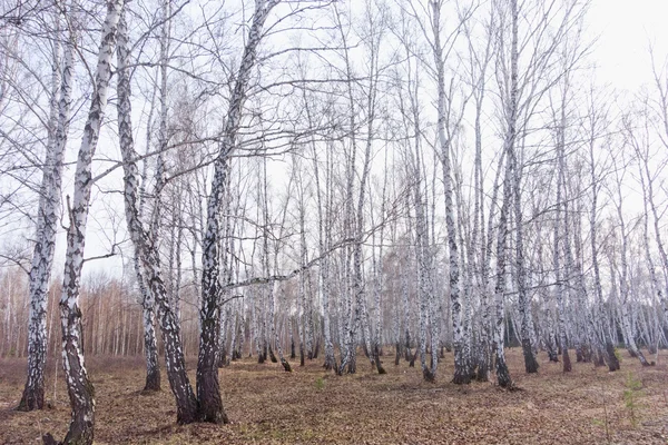 Δάσος σημύδας άνοιξη — Φωτογραφία Αρχείου