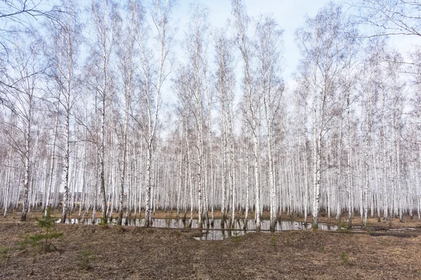 Birch árvores fundo — Fotografia de Stock