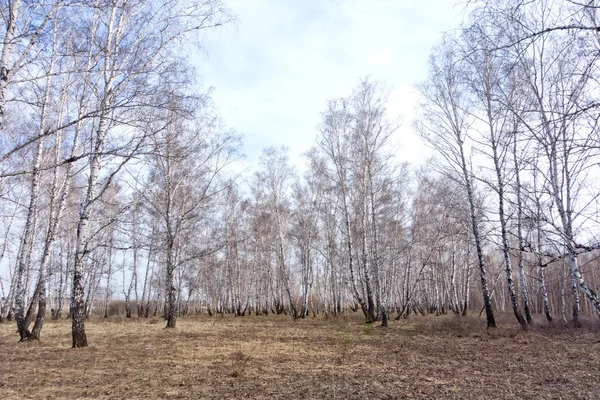 Jarní březový les — Stock fotografie