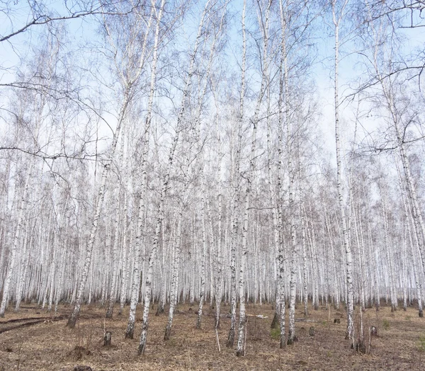 春白樺の森 — ストック写真