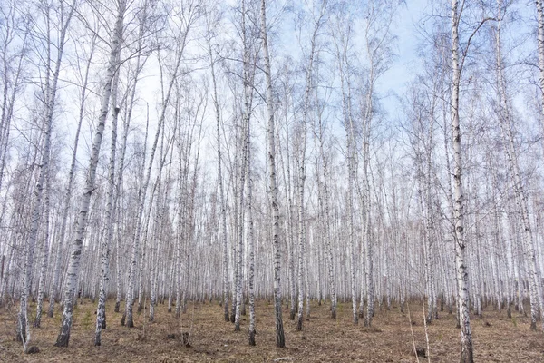 Floresta de bétula primavera — Fotografia de Stock