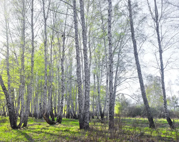 Forêt de bouleau printanier — Photo