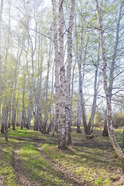 Birkenwald im Frühling — Stockfoto