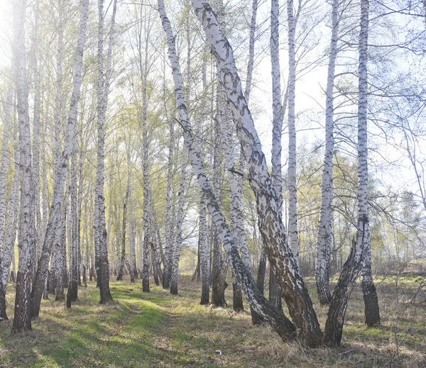 Birkenwald im Frühling — Stockfoto