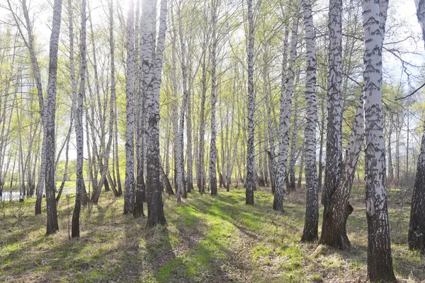 Foresta di betulla di primavera — Foto Stock