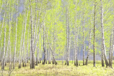 Bahar huş ağacı orman