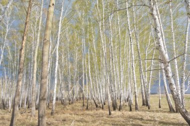 Bahar huş ağacı orman