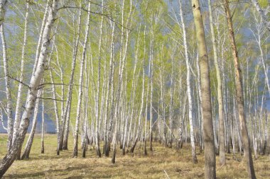 Bahar huş ağacı orman