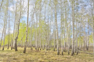 Bahar huş ağacı orman