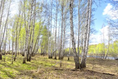 Bahar huş ağacı orman