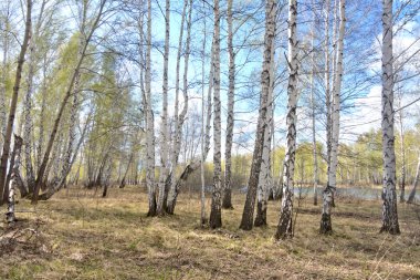 Bahar huş ağacı orman