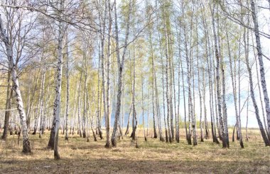 Bahar huş ağacı orman