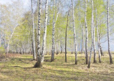 Bahar huş ağacı orman