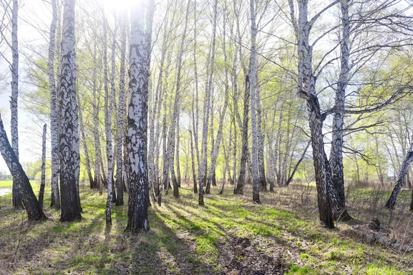 Wczesną wiosną lasu — Zdjęcie stockowe