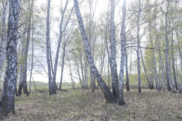 Весенний березовый лес — стоковое фото
