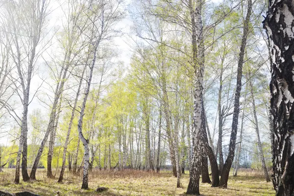 Jarní březový les — Stock fotografie