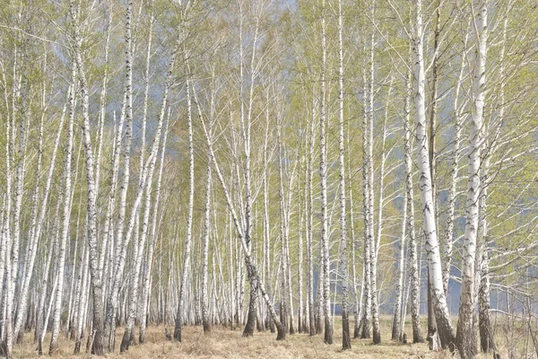 Våren björkskog — Stockfoto