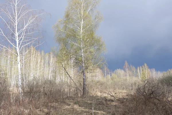 Wiosna brzozowy las — Zdjęcie stockowe