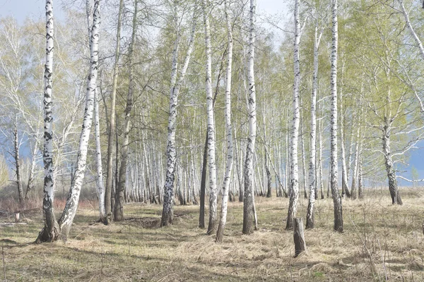 Tavaszi birch erdő — Stock Fotó