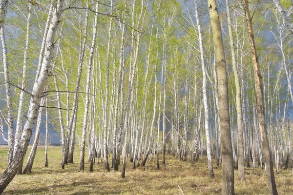 Foresta di betulla di primavera — Foto Stock