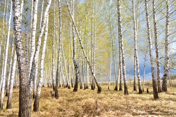 Foresta di betulla di primavera — Foto Stock