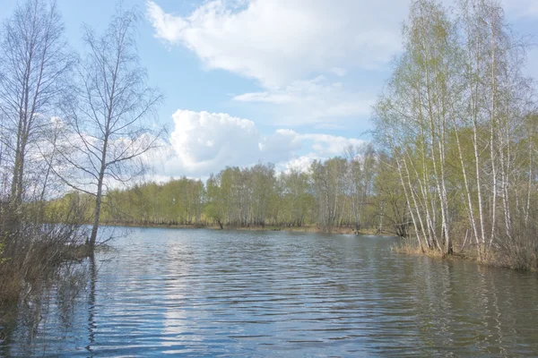 Lago e betulla foresta — Foto Stock