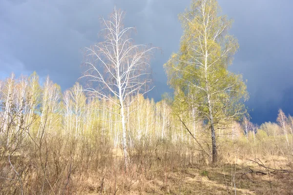 Forêt de bouleau printanier — Photo