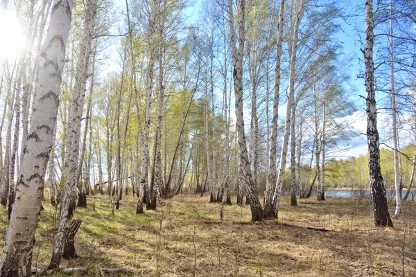 Bosque de abedul — Foto de Stock